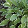Hosta So Sweet #1 - Image 2